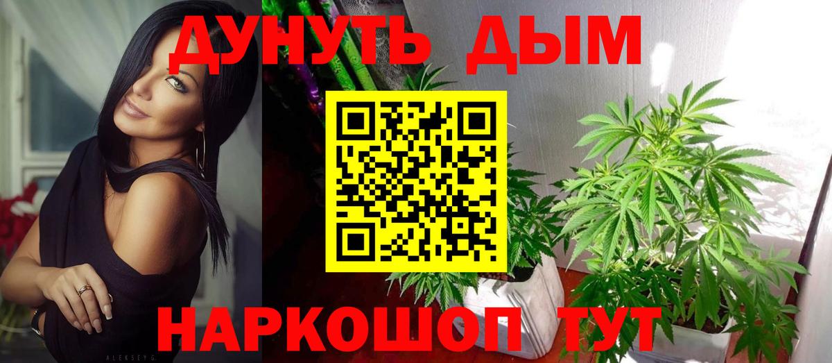 Конопля сатива Кириши